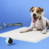 Up & Up Dog Training Pads - L - Up&up™