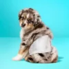 Up & Up Male Wrap Dog Diapers - 24ct - Up&up™